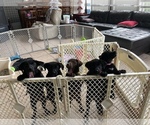 Small Photo #8 Alaskan Klee Kai-Labrador Retriever Mix Puppy For Sale in ORANGE PARK, FL, USA