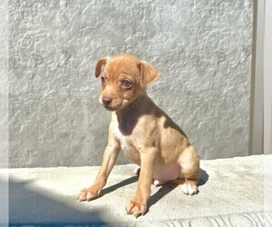 Chihuahua Puppy for Sale in WEBSTER, Florida USA