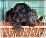 Small #2 Bernedoodle (Miniature)