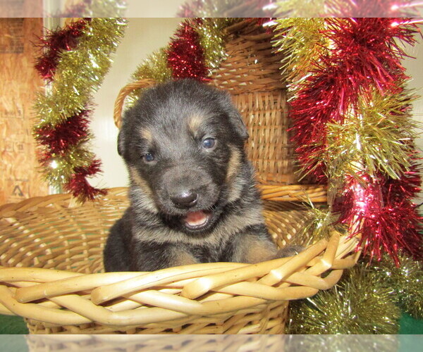 Medium Photo #1 German Shepherd Dog Puppy For Sale in ADRIAN, MI, USA