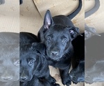 Small Photo #1 Belgian Malinois Puppy For Sale in DENVER, CO, USA