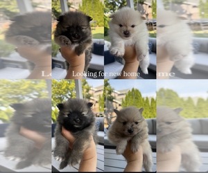 Pomeranian Puppy for sale in VANCOUVER, WA, USA