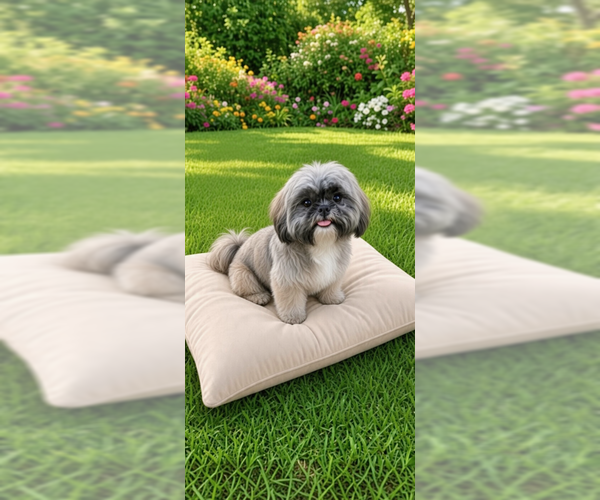 Medium Photo #4 Shih Tzu Puppy For Sale in Weston, FL, USA