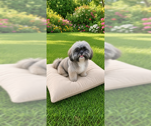 Chloe Marie - Female Shih Tzu Dog for Adoption - Photo #4
