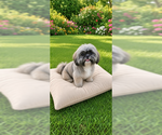 Small Photo #4 Shih Tzu Puppy For Sale in Weston, FL, USA