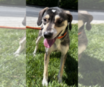 Small #1 Mutt