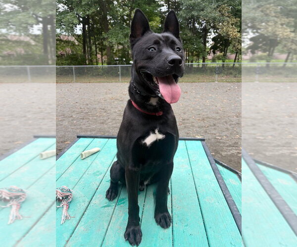 Medium Photo #17 Siberian Husky-Unknown Mix Puppy For Sale in Lawrenceville, NJ, USA