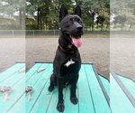 Small Photo #17 Siberian Husky-Unknown Mix Puppy For Sale in Lawrenceville, NJ, USA