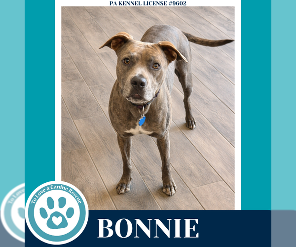 Medium Photo #1 Mutt Puppy For Sale in Kimberton, PA, USA