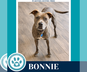 Mutt Dogs for adoption in Kimberton, PA, USA