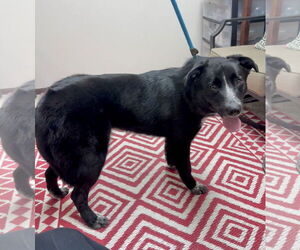 German Shepherd Dog-Unknown Mix Dogs for adoption in Williamsburg, IA, USA