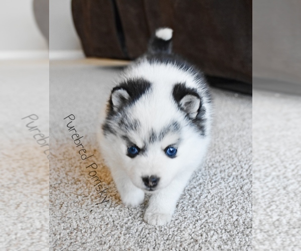 Medium Photo #5 Pomsky Puppy For Sale in KANSAS CITY, MO, USA