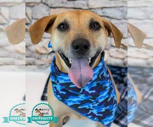 Isaac - Male Labrador Retriever-Unknown Mix Dog for Adoption - Photo #7