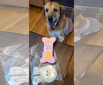 Small #6 Labrador Retriever Mix