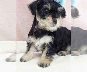 Yorkipoo Puppy for sale in TAYLOR, TX, USA