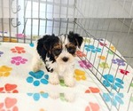 Sam - Male Yorkshire Terrier Puppy for Sale - Photo #2