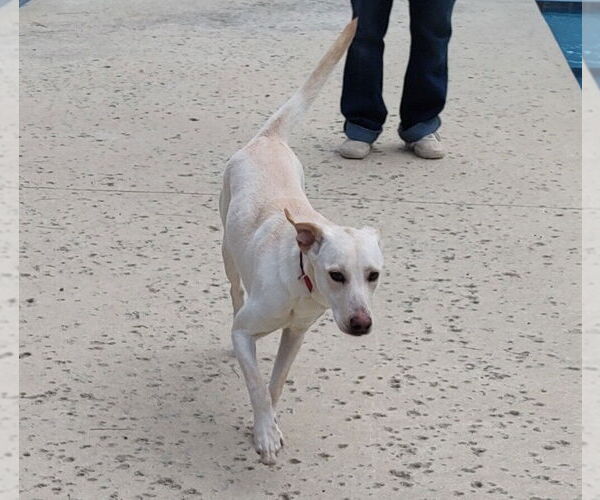 Medium Photo #6 Labrador Retriever-Unknown Mix Puppy For Sale in Murrells Inlet, SC, USA