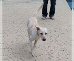 Small #5 Labrador Retriever Mix