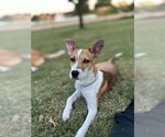Small #1 Australian Cattle Dog Mix