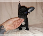 Small Photo #1 French Bulldog Puppy For Sale in LAMAR, MS, USA