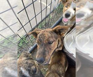 Catahoula Leopard Dog-Unknown Mix Dogs for adoption in Waco, TX, USA