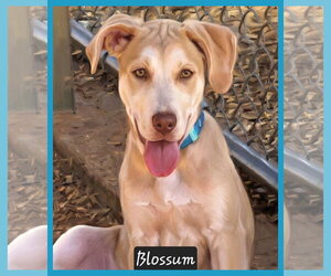 Mutt Dogs for adoption in Granbury, TX, USA