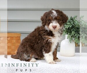 Bernedoodle (Miniature) Puppy for sale in NARVON, PA, USA