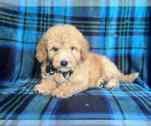 Goldendoodle (Miniature) Puppy for sale in LAKELAND, FL, USA