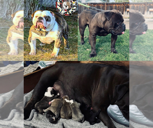 Olde English Bulldogge Litter for sale in BRENTWOOD, CA, USA