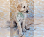 Small #1 Goldendoodle