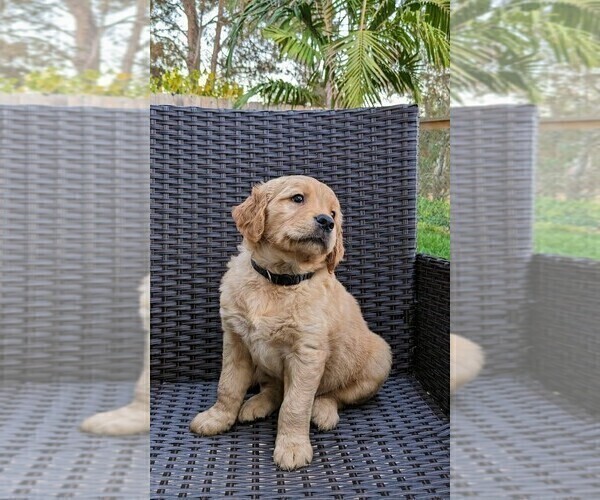 Medium Photo #1 Golden Retriever Puppy For Sale in SAN MARCOS, CA, USA