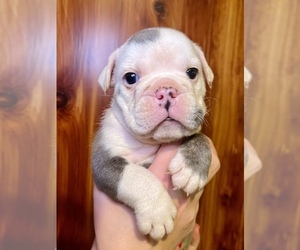 Alapaha Blue Blood Bulldog Puppy for sale in GREERS FERRY, AR, USA