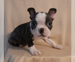 Small #14 Boston Terrier