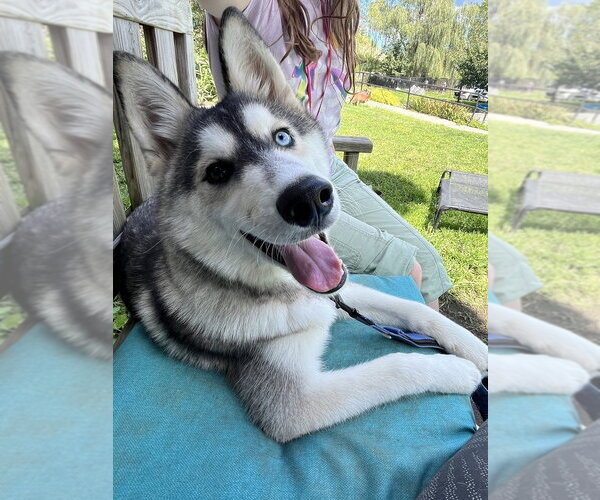 Medium Photo #3 Siberian Husky Puppy For Sale in Elmsford, NY, USA