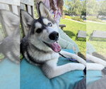 Small #2 Siberian Husky