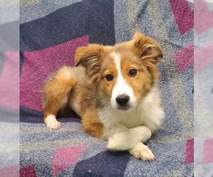 Border Collie-Unknown Mix Dogs for adoption in Lake City, MI, USA
