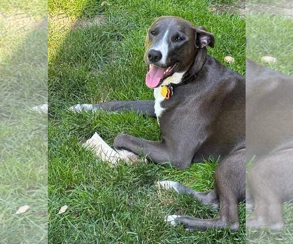 Medium Photo #46 American Pit Bull Terrier-Unknown Mix Puppy For Sale in Rockaway, NJ, USA