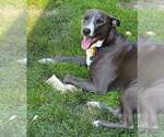 Small #45 American Pit Bull Terrier Mix