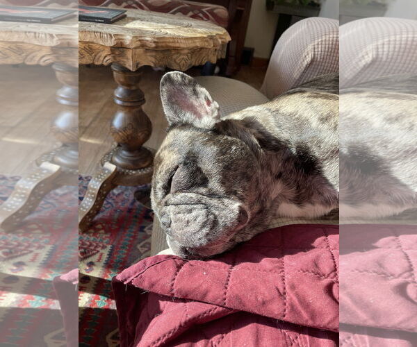 Medium Photo #5 French Bulldog Puppy For Sale in St. Louis Park, MN, USA