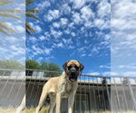 Small #3 Mastiff