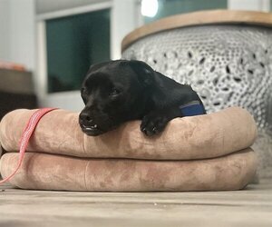 Chug Dogs for adoption in Camarillo, CA, USA