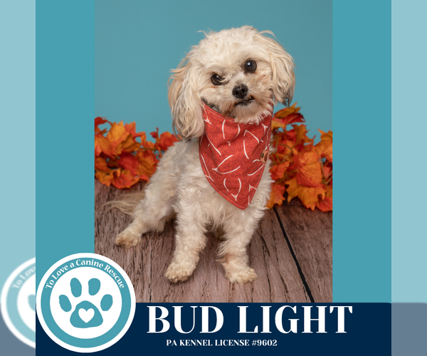 Medium Photo #1 Maltipoo (Miniature) Puppy For Sale in Kimberton, PA, USA