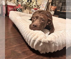 Labrador Retriever-Unknown Mix Dogs for adoption in Sacramento, CA, USA