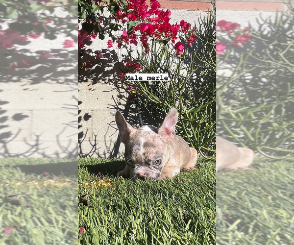 Medium Photo #3 French Bulldog Puppy For Sale in LOS ANGELES, CA, USA