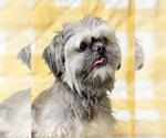 Small #1 Shih Tzu