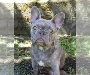 Mother of the French Bulldog puppies born on 03/18/2023