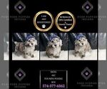 Small Photo #78 Poodle (Toy) Puppy For Sale in WARSAW, IN, USA