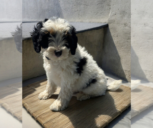 Aussiedoodle Miniature Puppy for sale in LANCASTER, PA, USA