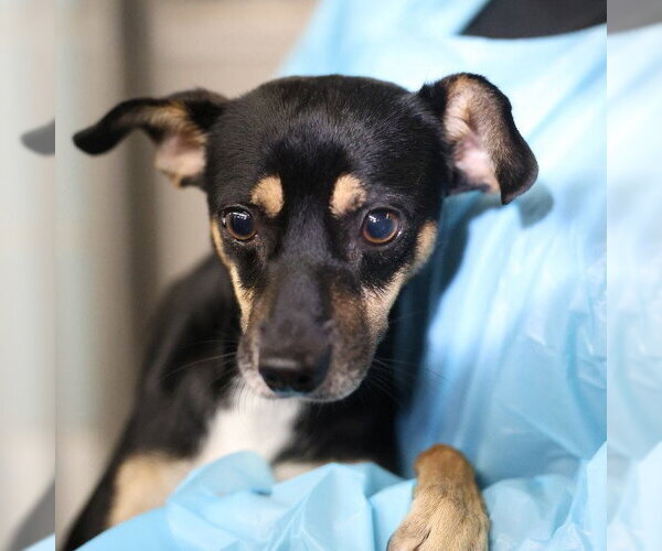 Medium Photo #1 Rat Terrier-Unknown Mix Puppy For Sale in San Antonio, TX, USA