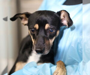 Rat Terrier-Unknown Mix Dogs for adoption in San Antonio, TX, USA